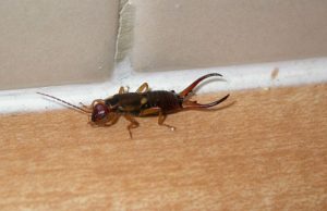 removing earwigs